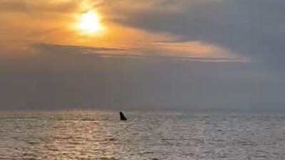 Michoacán: Reportan nuevo avistamiento de ballenas jorobadas en Aquila