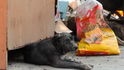 CDMX: Rescatan a 30 perritos de morir de hambre en Azcapotzalco