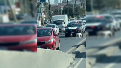 Policía de Monterrey escolta a perritos en plena carretera; ve video