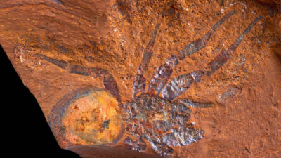 Localizan en Australia fósiles en buen estado de conservación