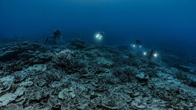 Tahití: Descubren arrecife con corales gigantes en forma de rosa