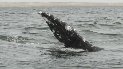 especies de ballenas en México
