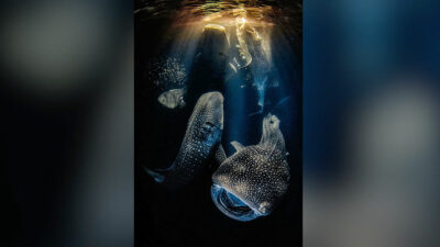 Revelan al ganador del concurso de fotografía submarina 2022