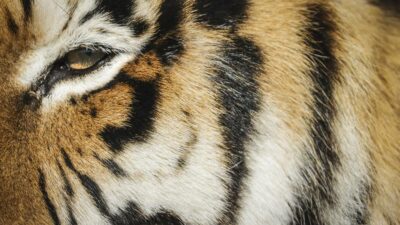 Guanajuato: alertan de tigre suelto en Apaseo el Grande