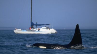 En Sinaloa, orca persigue a turistas que viajaban en yate