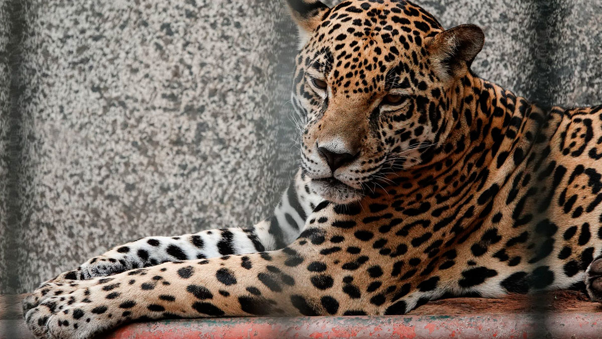 Quintana Roo: Captan a jaguar paseando en calles de Puerto Morelos