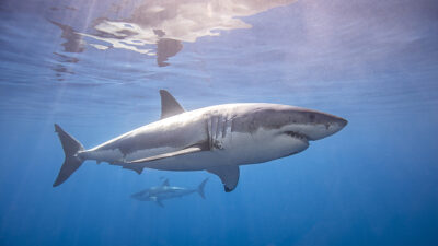 Tiburones blancos tienen un club secreto y está en aguas mexicanas