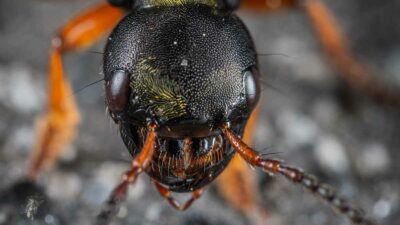 Hormigas son entrenadas para detectar cáncer a través de su olfato