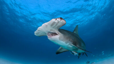 Tiburón martillo causa pánico a familia en aguas de Quintana Roo; ve video