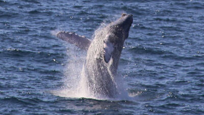 Choca embarcación con ballena en Baja California Sur