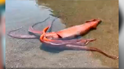 Un calamar gigante fue captado en Japón