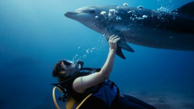 Ataque de delfín en Miami causa pánico entre el público