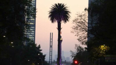 Glorieta de la Palma en CDMX: Retiran icónico árbol de Paseo de la Reforma por hongo