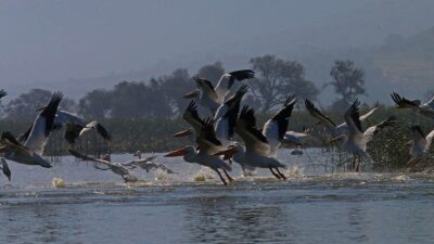 aves migratorias lugares