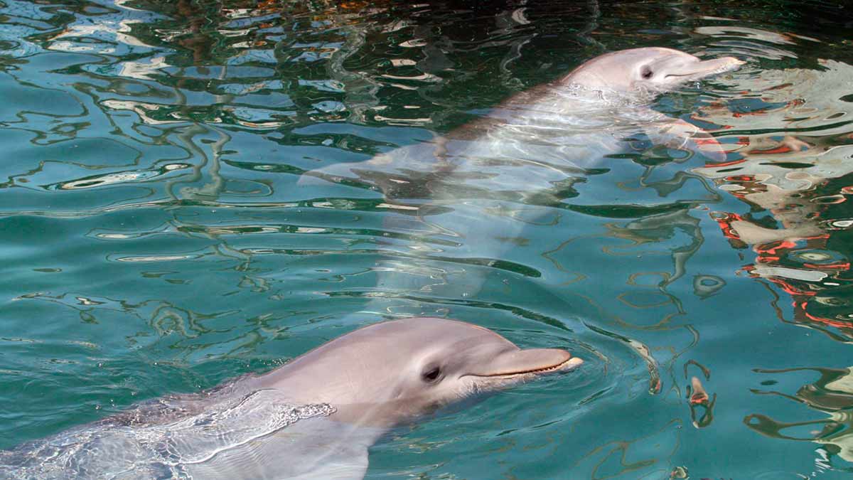 Baja California Sur: Hallan al menos 30 delfines muertos en Playa Califin