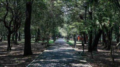 El Bosque de Chapultepec está enfermo, talarán 4 mil 400 árboles