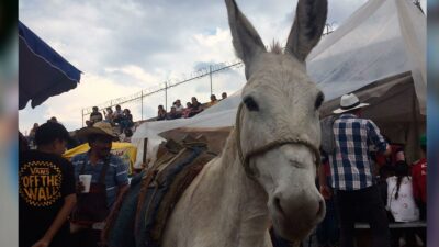 Hidalgo: cómo se vivió el primer festival del Burro en Tepeapulco