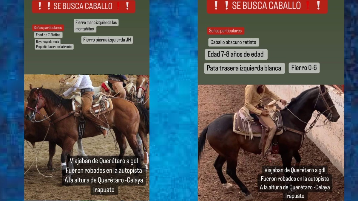 Roban caballos: Asociación de Charros de Zacatecas denuncia asalto en carretera
