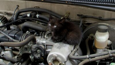 En CDMX, denuncian forma de robo metiendo gatito a motor de coche