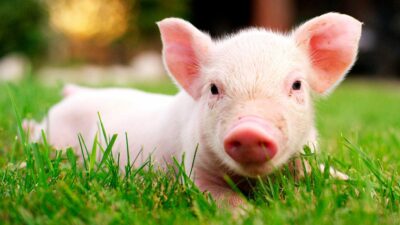 Cerdo con ocho patas nace en Brasil; podrían ser gemelos siameses