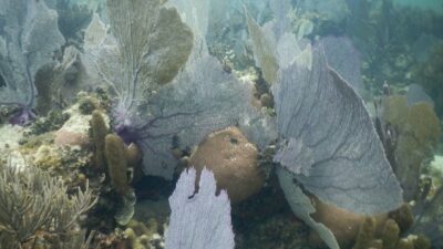 Coral Plesiastrea peroni, desaparecido hace 50 años, es “revivido”