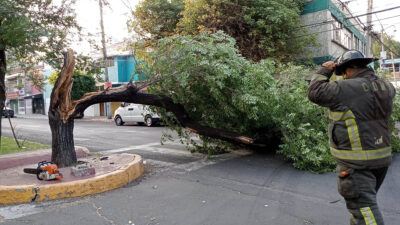 Fuertes vientos CDMX: caída de árboles y servicio lento en Cablebús