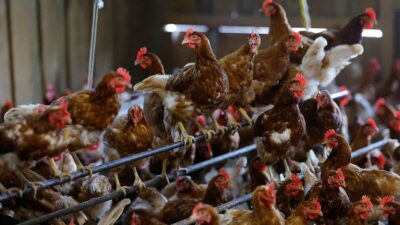Francia sacrifica 16 millones de aves por epidemia de gripe aviar