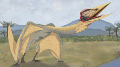 Hallan al "Dragón de muerte", el reptil volador gigante que coexistió con los dinosaurios