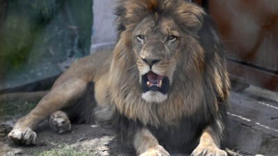 León arranca dedo a cuidador de zoológico y se hace viral