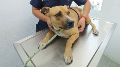 CDMX: rescatan a perro que se quedó al lado de dueño muerto afuera del Metro