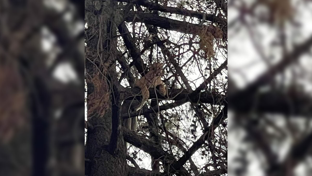 En Tlaxcala, puma atrapado en árbol desata movilización; ve rescate
