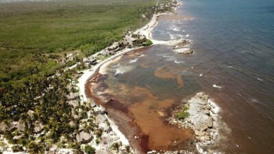 22 playas de Quintana Roo tienen índice excesivo de sargazo