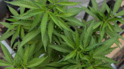 Marihuana: SCJN aprueba portar más de 5 gramos para consumo personal