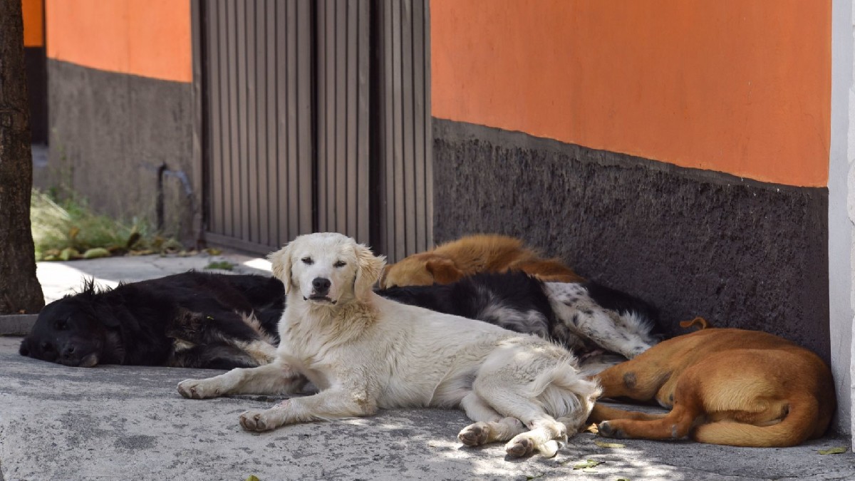 Sinaloa: Robo masivo de perritos en Culiacán; temen que los vendan a taquerías