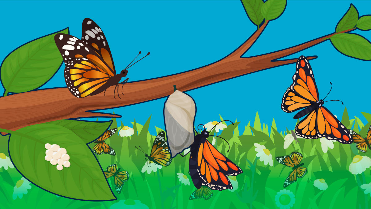 Mariposas monarcas,  los insectos con sistema de navegación integrado