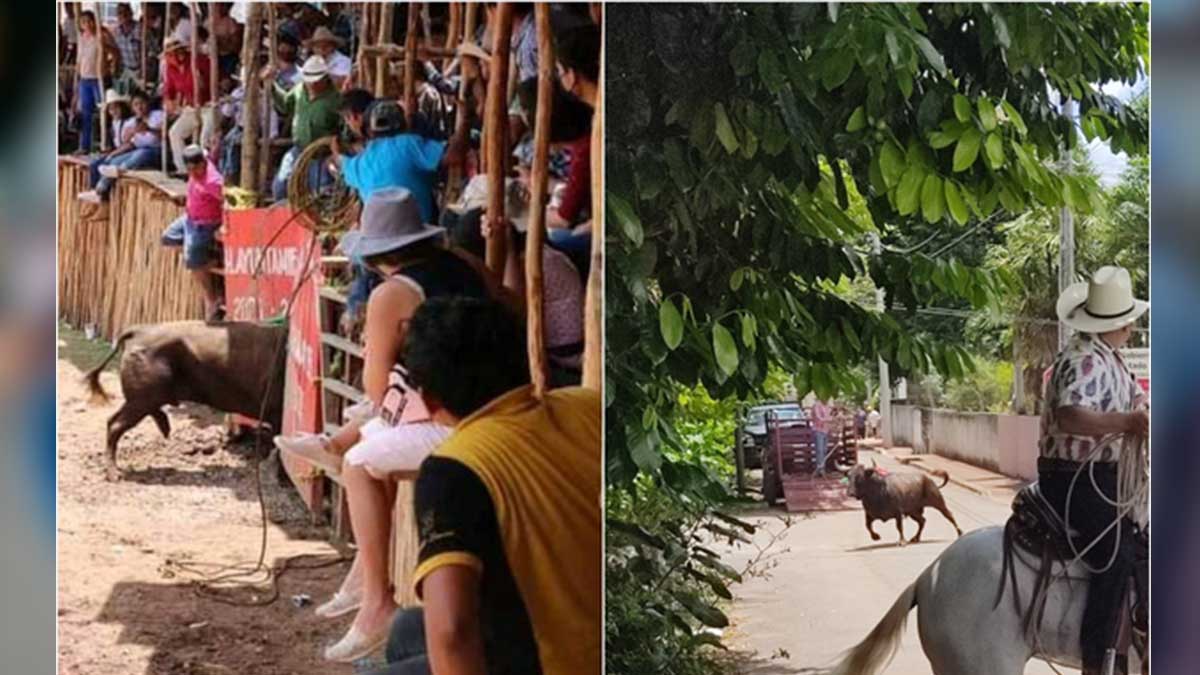 Feria de Chuyamel, Yucatán: toro escapa de corrida y se mete a una casa