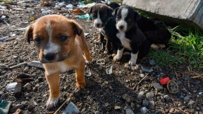 En Veracruz, guardería de perros es exhibida en video por maltrato animal