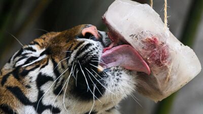 Italia: personal del zoológico de Roma enfrenta ola de calor con helados de carne, fruta y cereales