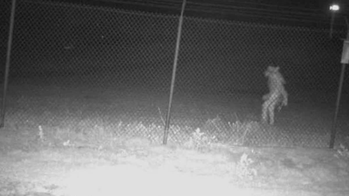 ¿Es el chupacabras? Zoológico de Texas pide ayuda para identificar una extraña criatura