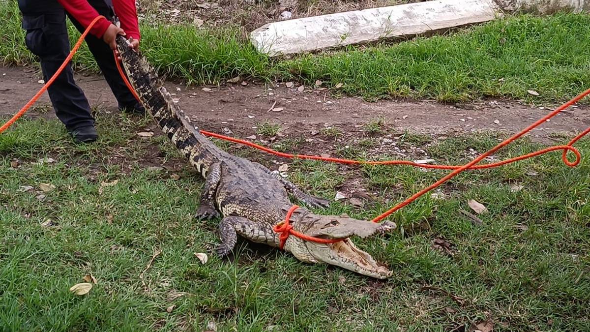 Video: enorme cocodrilo ataca a hombre que invadió su nido en Villahermosa