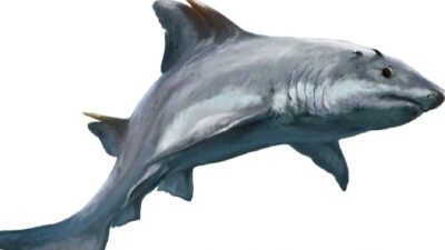 Descubren especie de tiburón extinta hace 135 millones de años