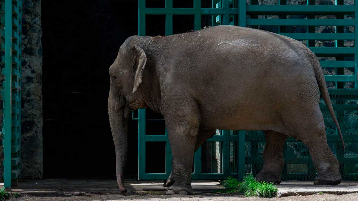 Zoológico de Culiacán presenta a la elefanta asiática Bireki