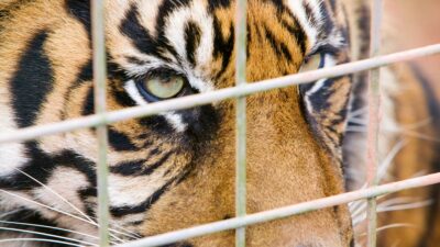 En Michoacán, tigre ataca a su cuidador y le destroza brazos; ve video