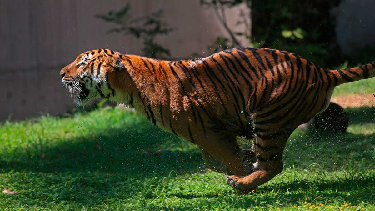¡Gatote! Captan a tigre paseando en calles de Tecuala, Nayarit; ve video