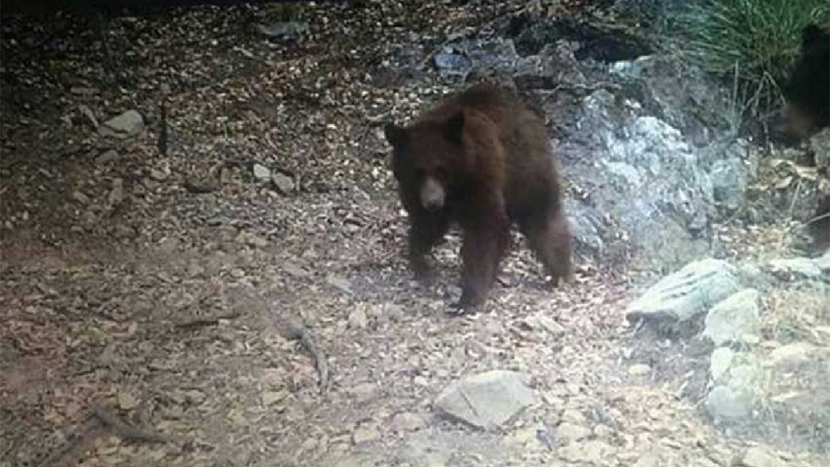 En Sonora, osos ponen en alerta a Bacoachi; hay operativo para capturarlos