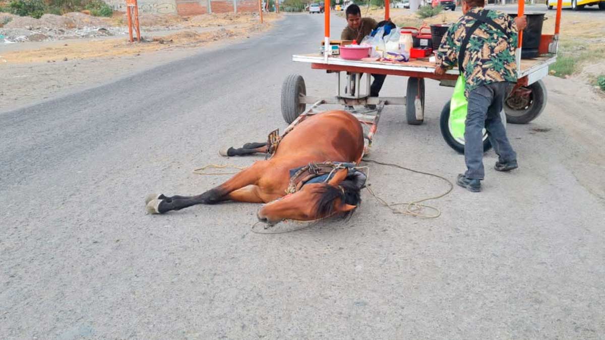 En León, Guanajuato, prohíben arrastre animal; ¿qué opciones habrá?