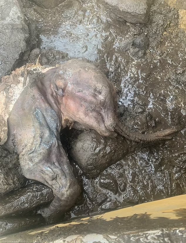 Momia de bebé mamut