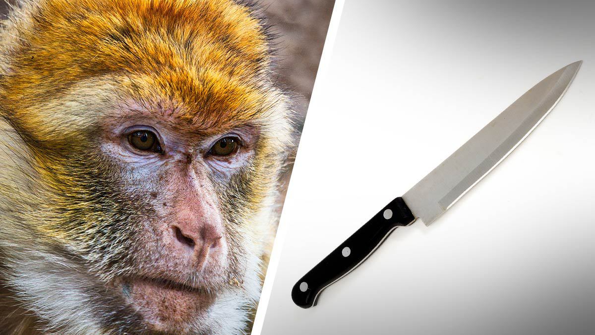 Mono amenaza con cuchillo a ciudadanos de Brasil para robar galletas