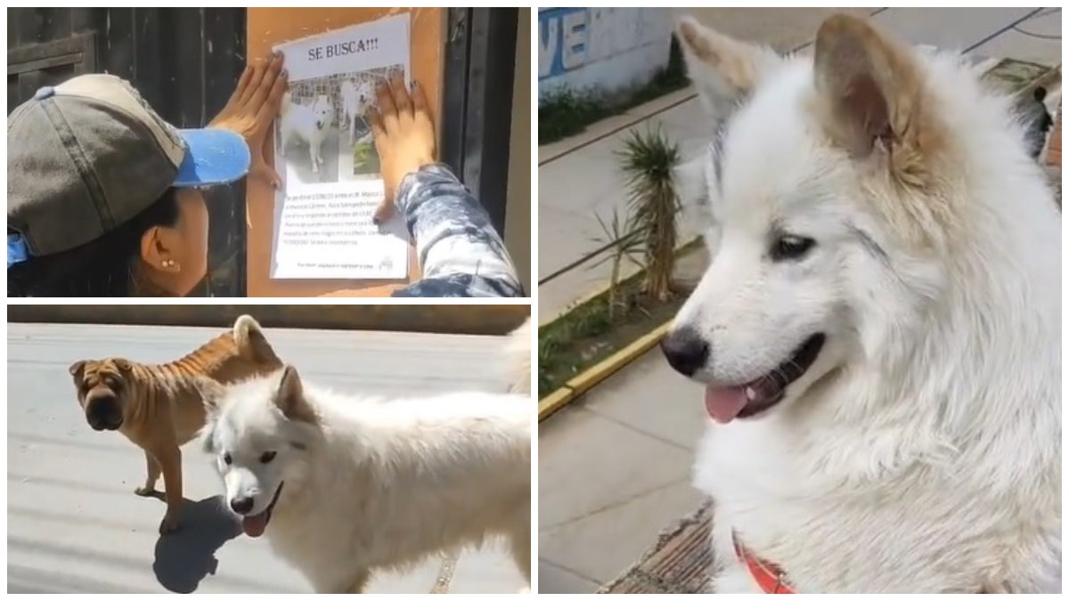Triste historia: Hombre pierde a su perro y le dedica emotivo mensaje