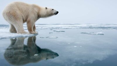 Científicos encuentran a osos polares viviendo en una región sin hielo marino